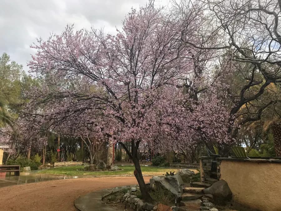 Spring blossoms over a garden path at The Garden